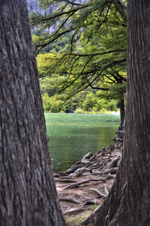 bald cypress trees